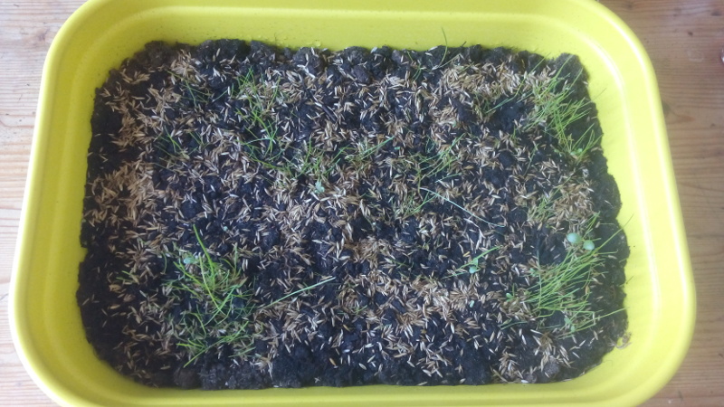 Seed tray with grass seeds