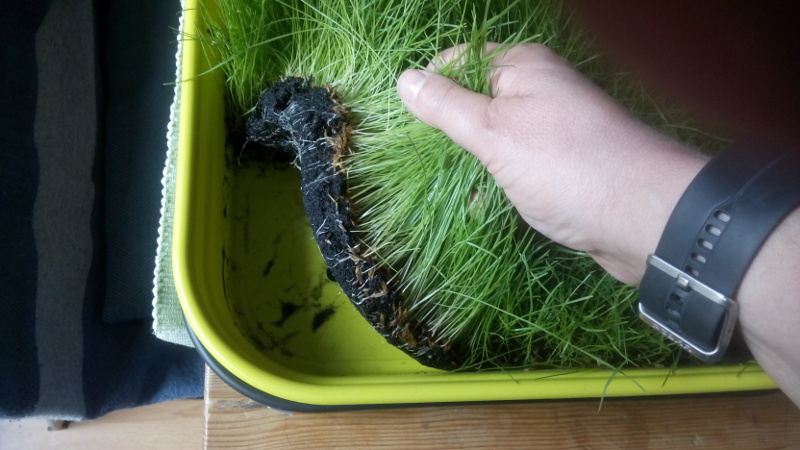 grass carpet after four weeks in the seed tray