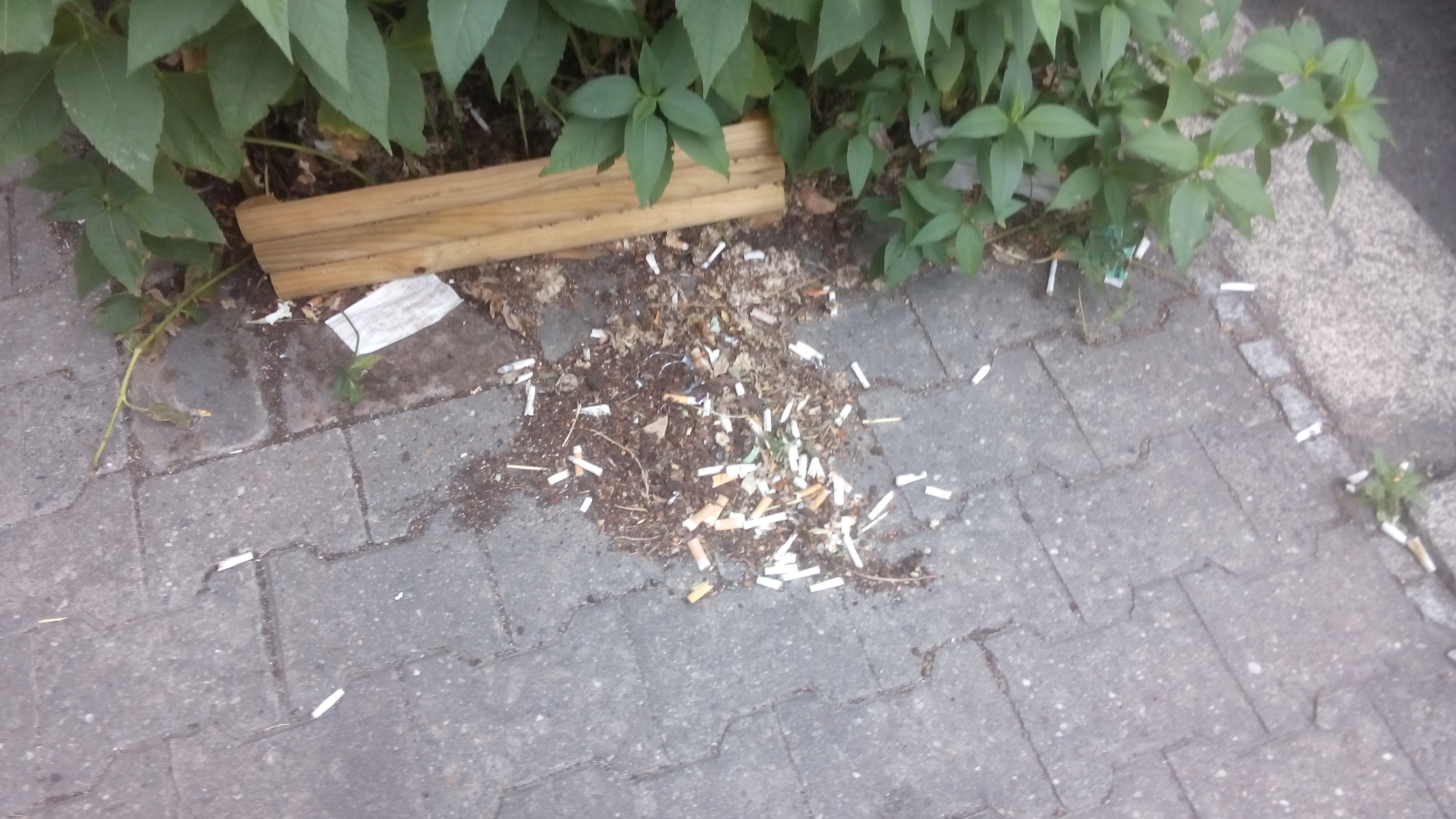 Berlin sidewalk, street tree bed and cigarette butts