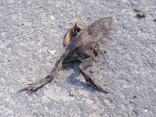 Ein toter Frosch auf dem Asphalt